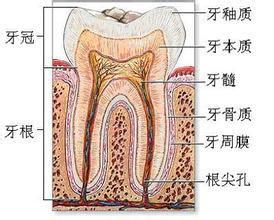 牙髓炎治疗