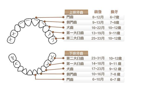 为什么说乳牙比恒牙更脆弱呢?